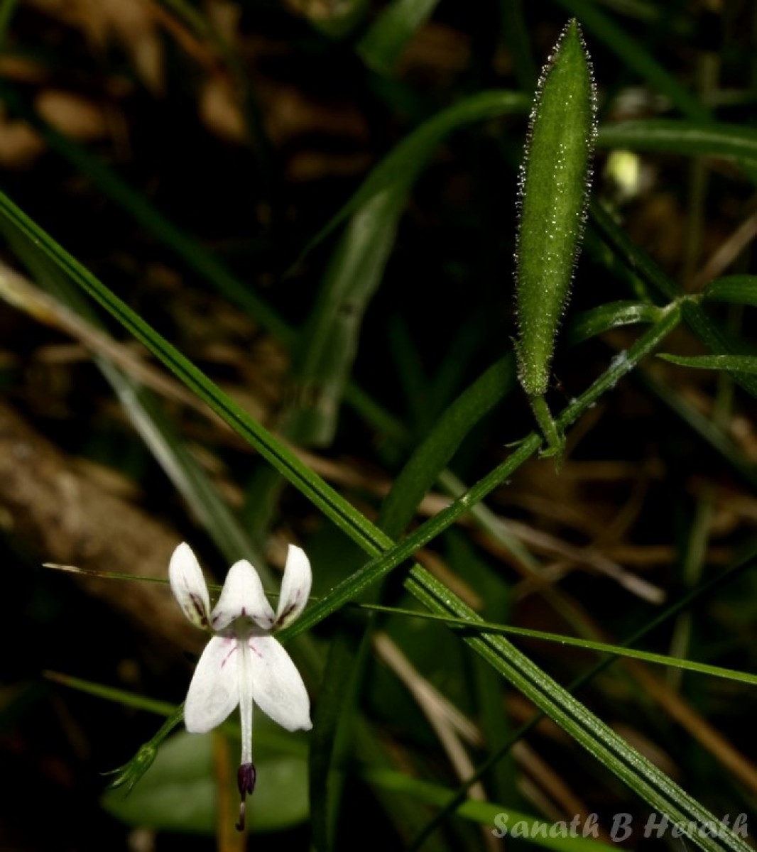 Andrographis alata (Vahl) Nees